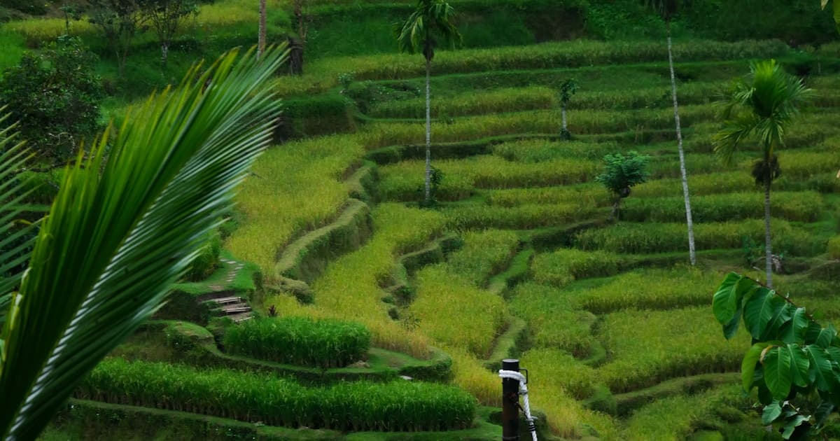 Bali — lush green rice fields in Ubud, Indonesia